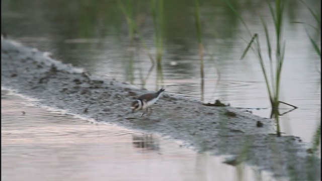 Common Ringed Plover - ML242912641