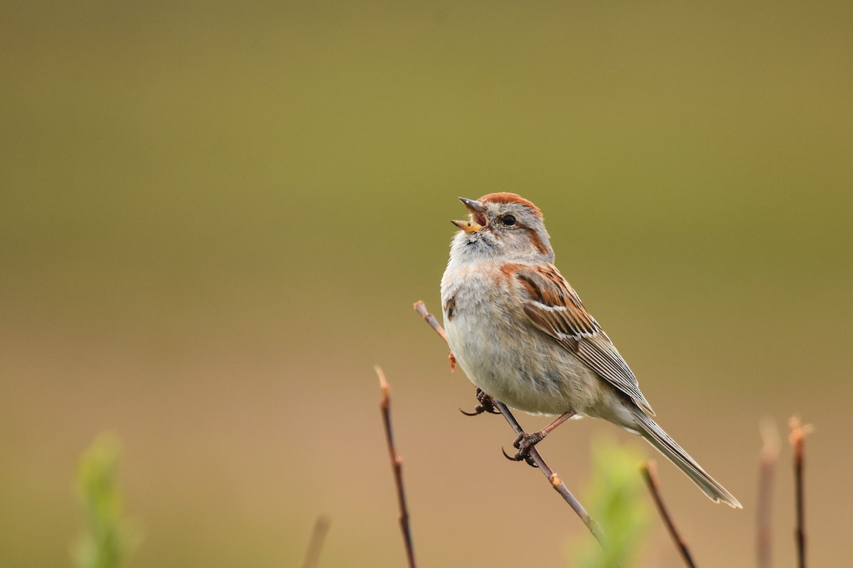 American Tree Sparrow - Andy Bankert