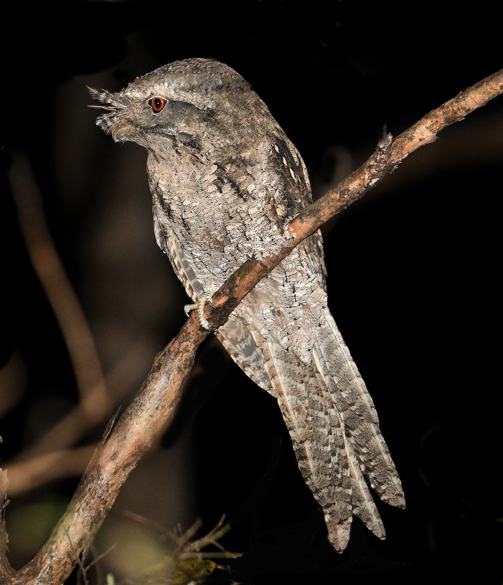 Marbled Frogmouth - ML242913331