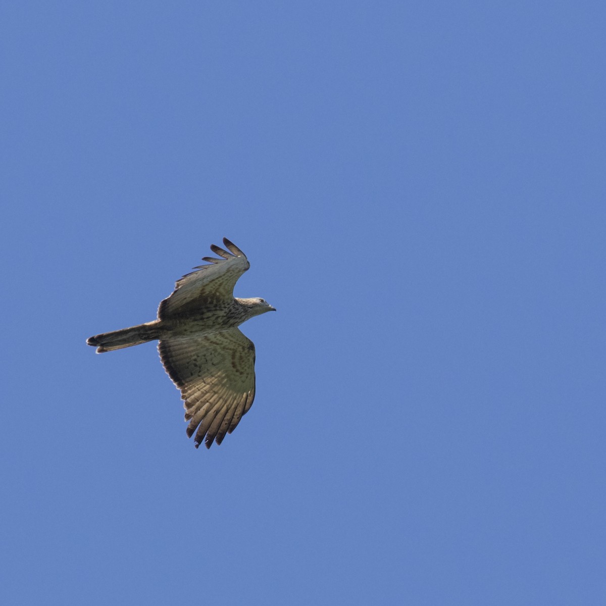 Oriental Honey-buzzard - ML242914161