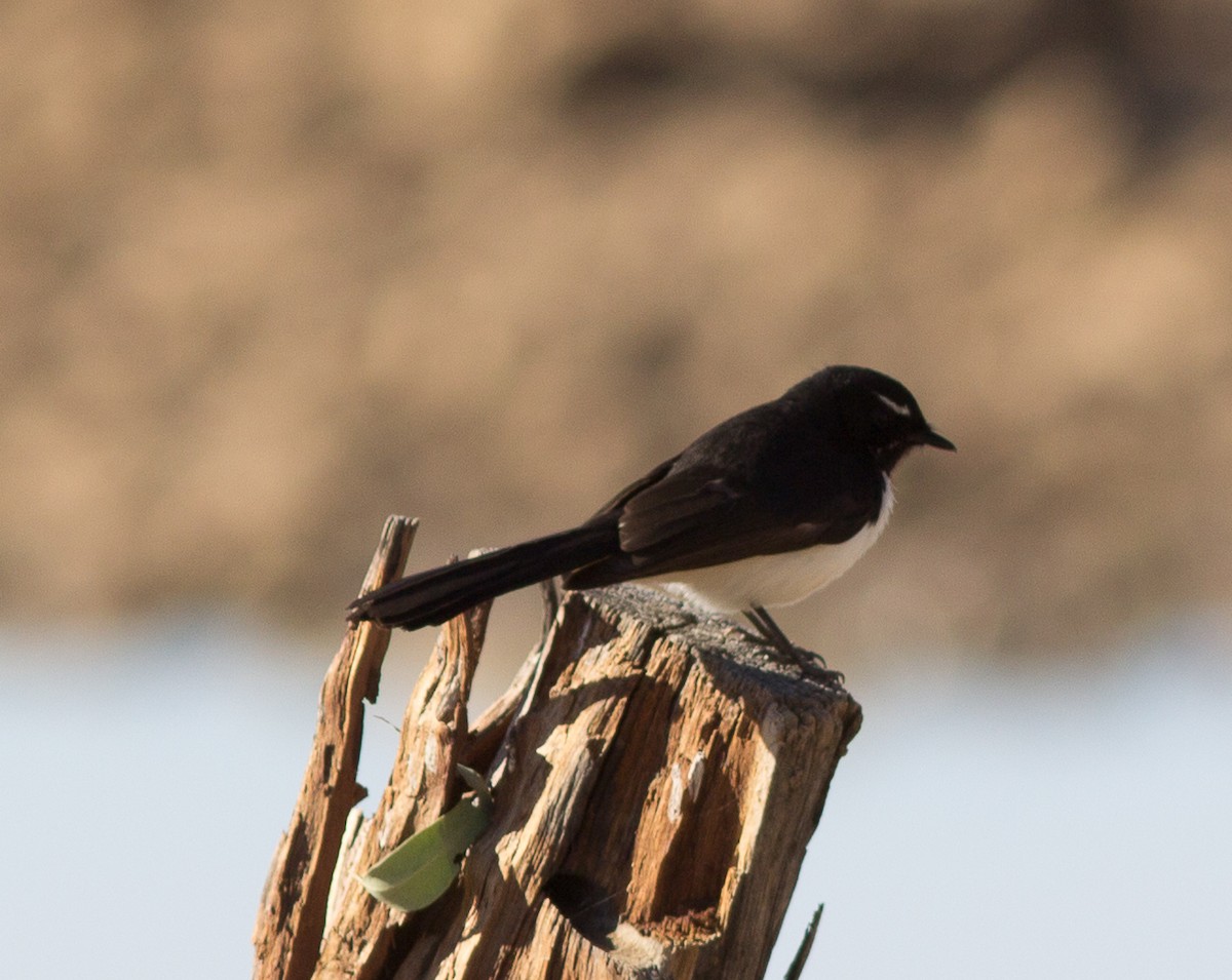 Willie-wagtail - Richard and Margaret Alcorn