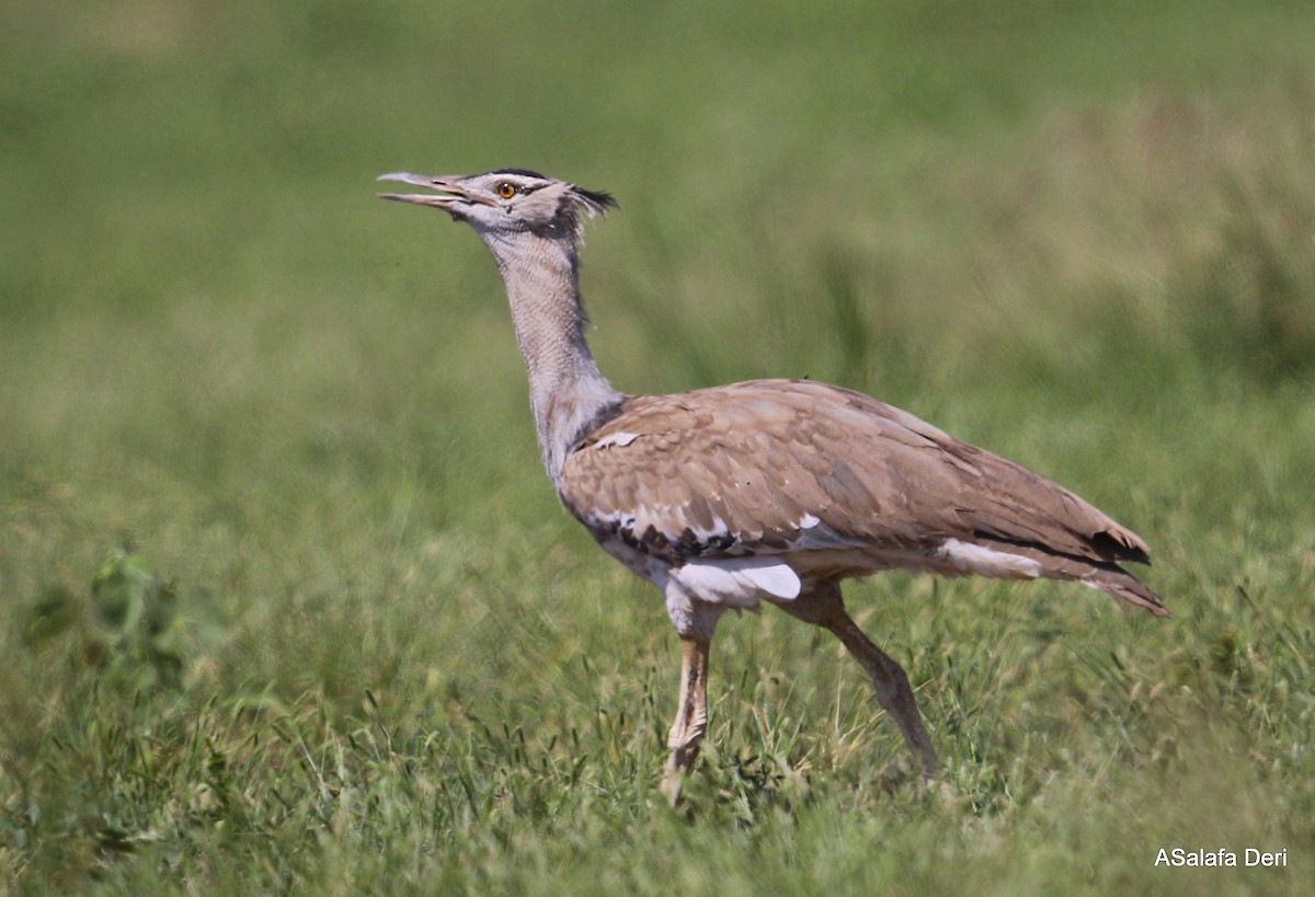 Arabian Bustard - ML242914481