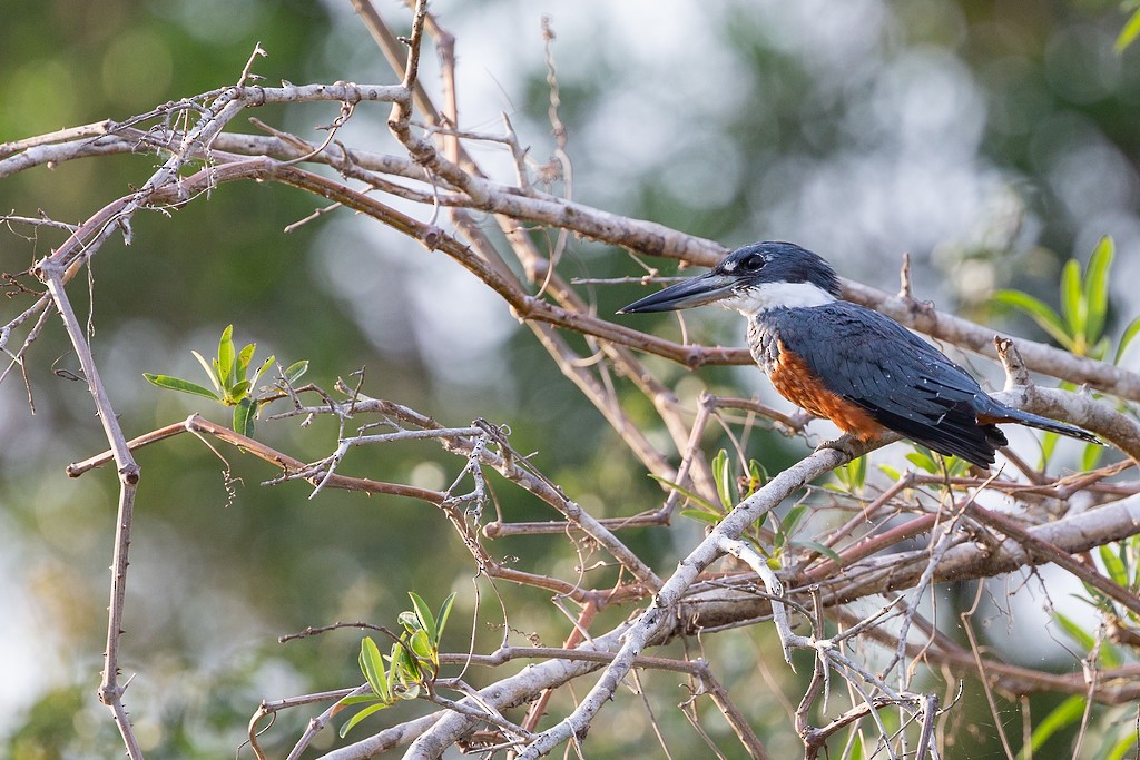 Ringed Kingfisher - ML242914951