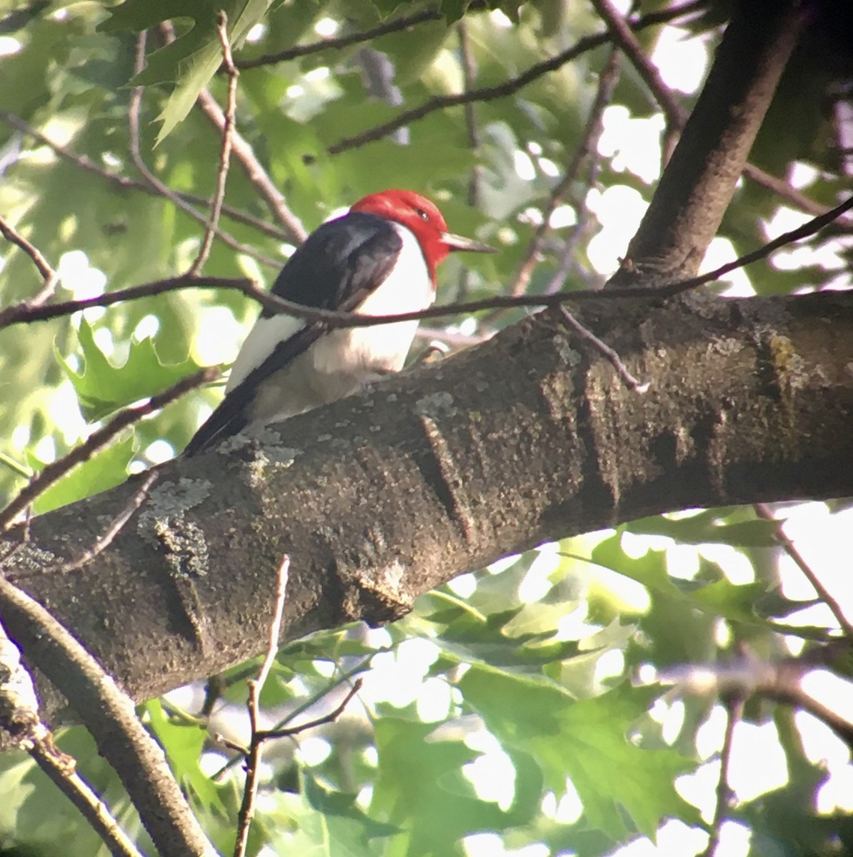 Red-headed Woodpecker - ML242915601