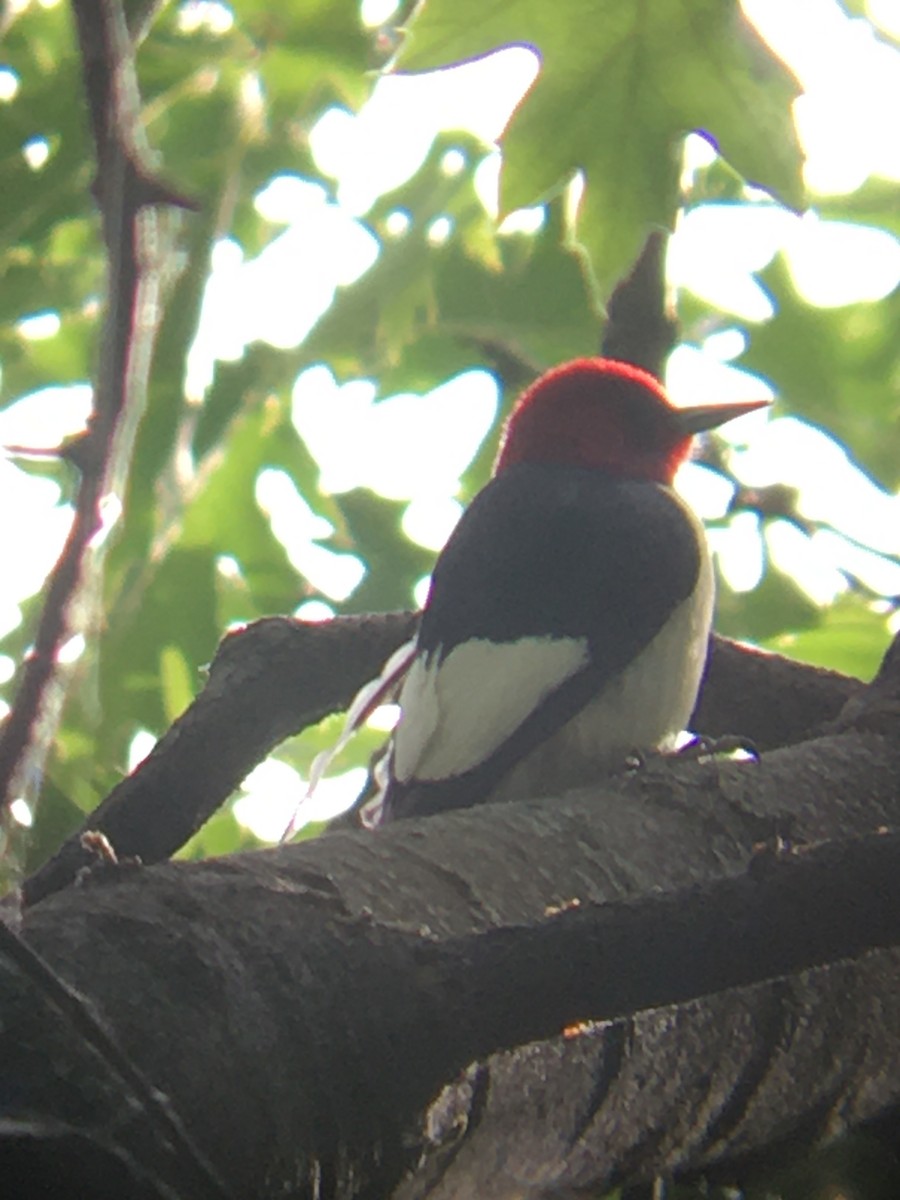 Red-headed Woodpecker - ML242915611