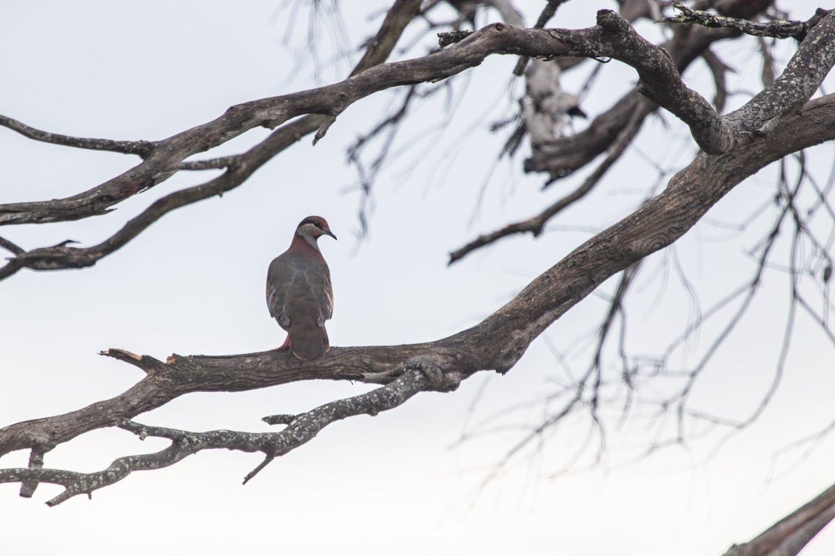 Brush Bronzewing - ML242915701