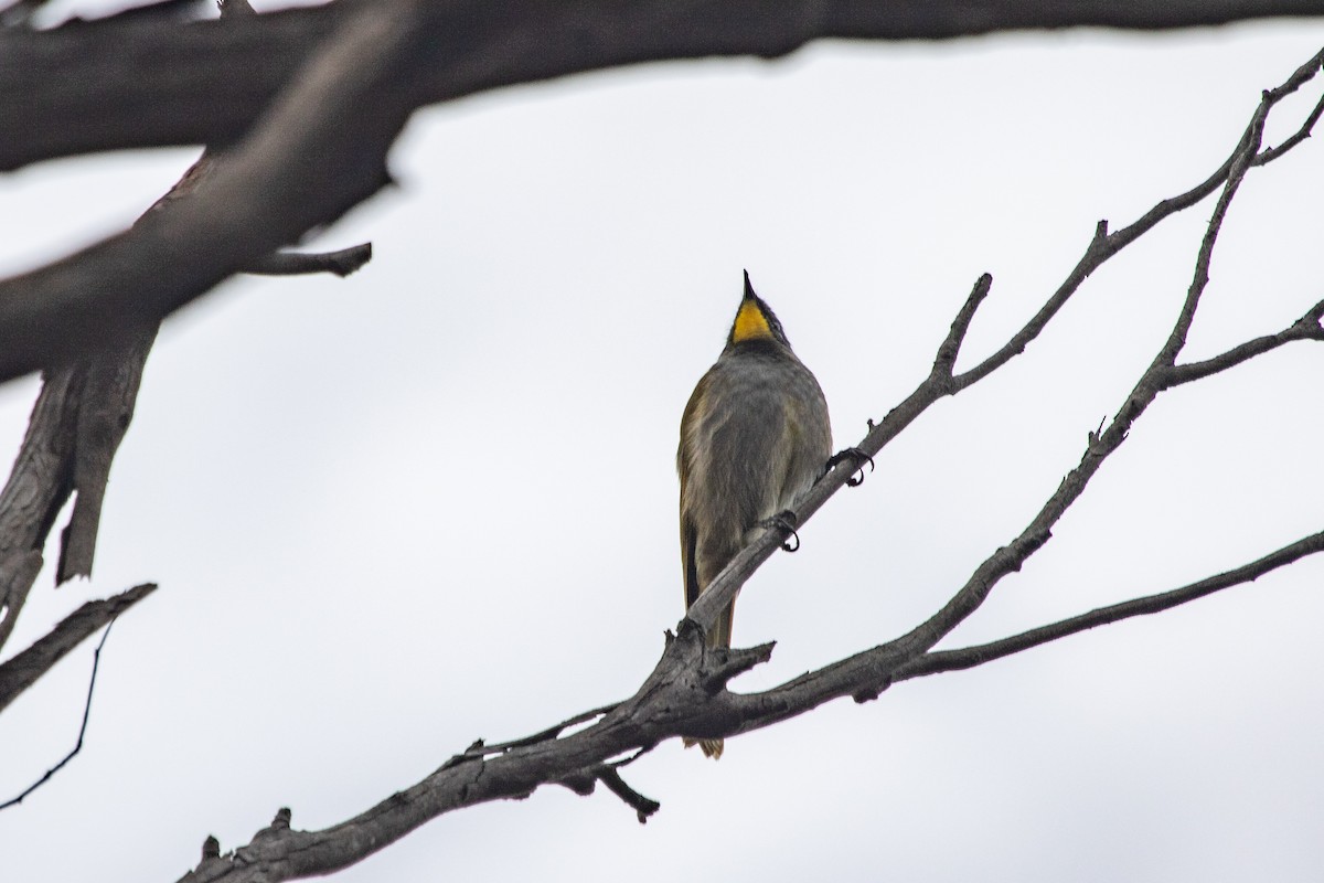 Yellow-throated Honeyeater - Ramit Singal