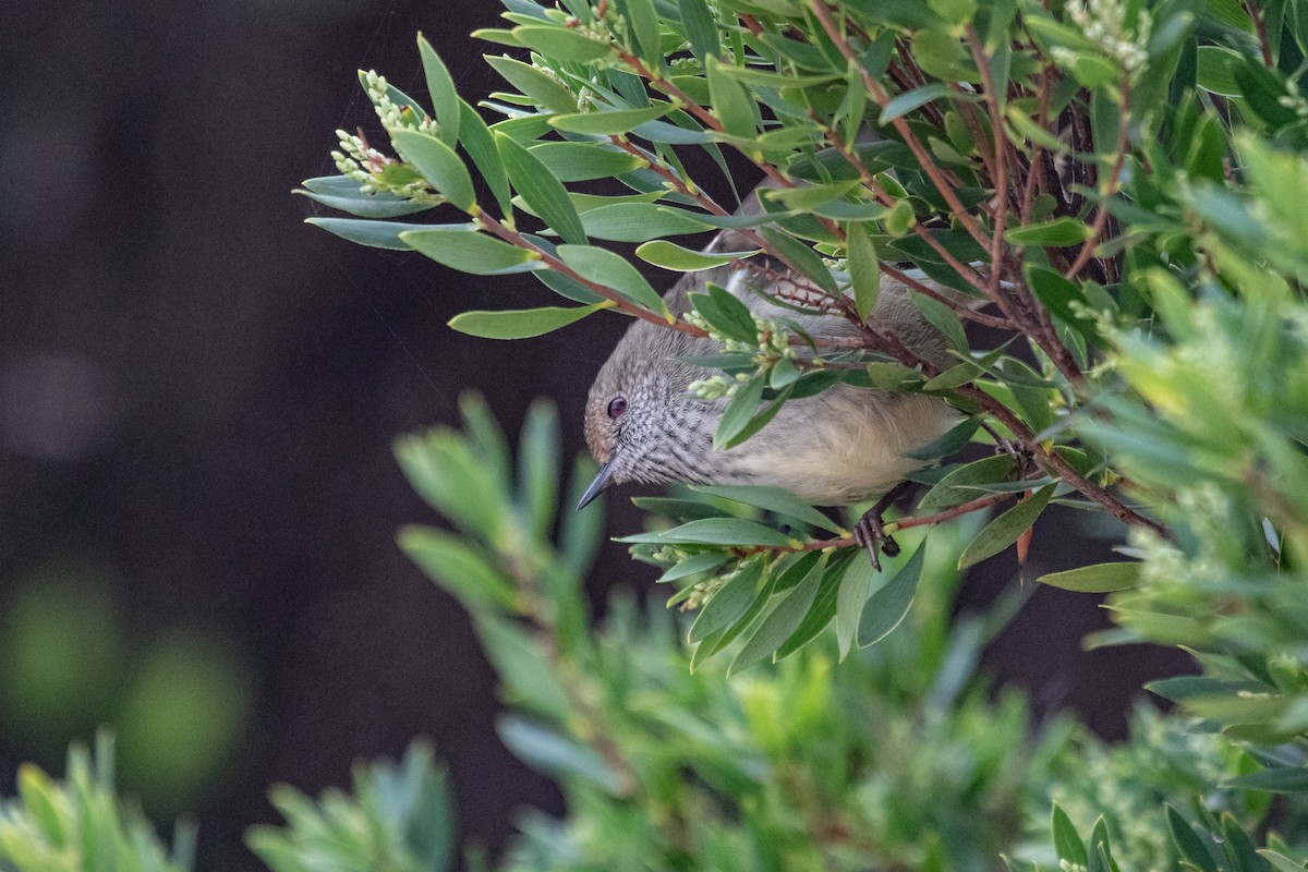 Brown Thornbill - ML242915731