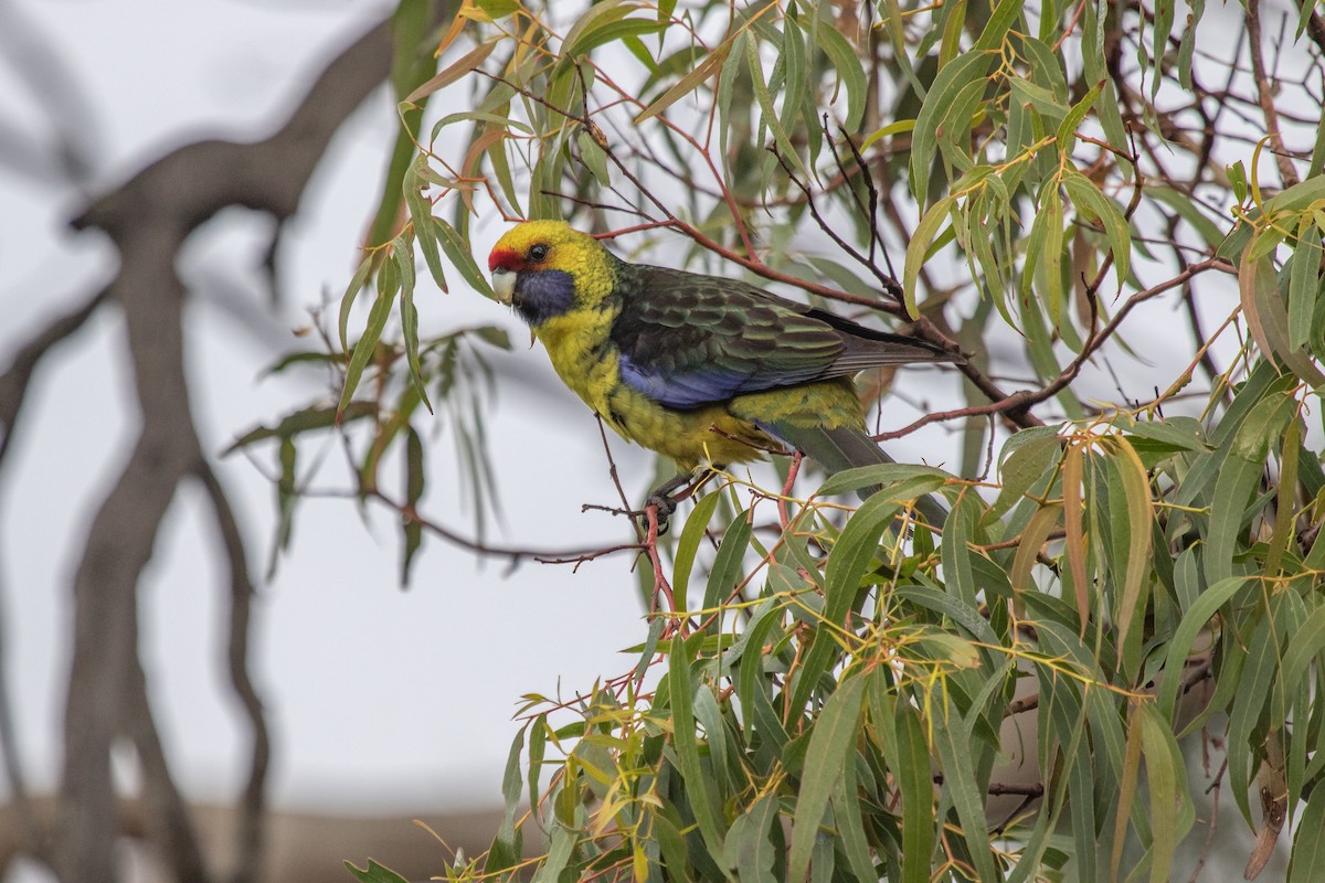 Green Rosella - ML242915741