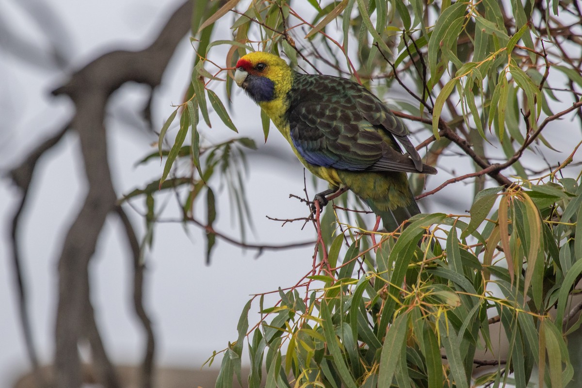 Green Rosella - ML242915751