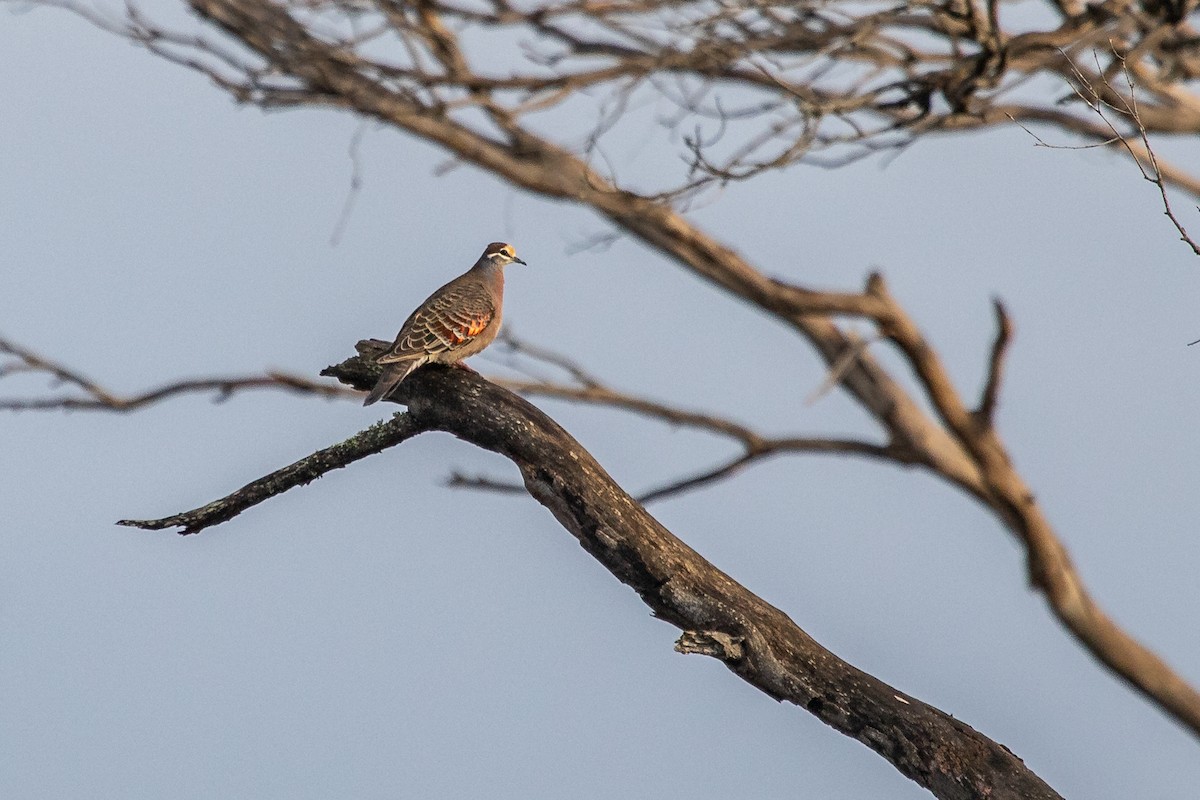 Common Bronzewing - ML242915781