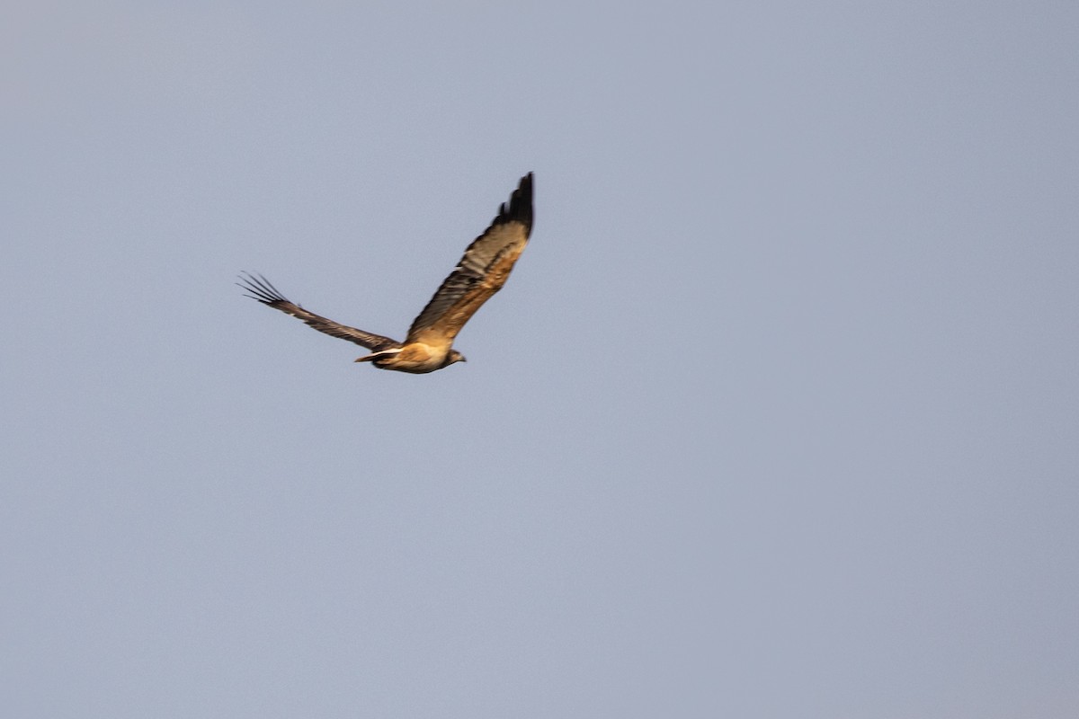 White-bellied Sea-Eagle - ML242915971