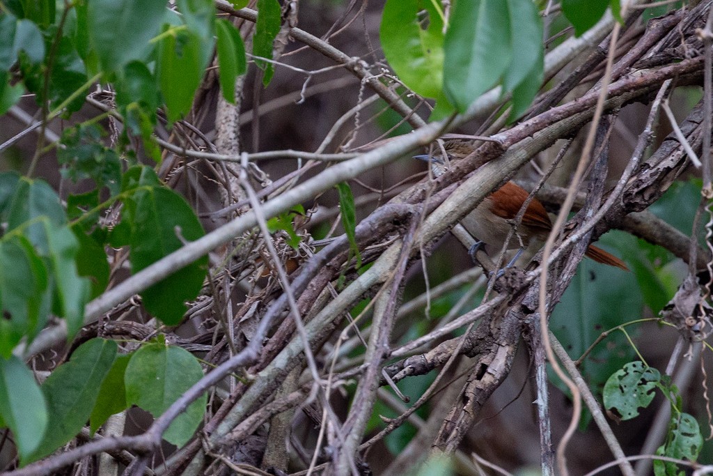 Araguaia Spinetail - ML242916201