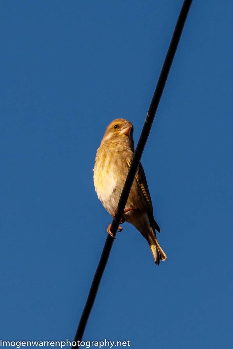 European Greenfinch - ML242916821