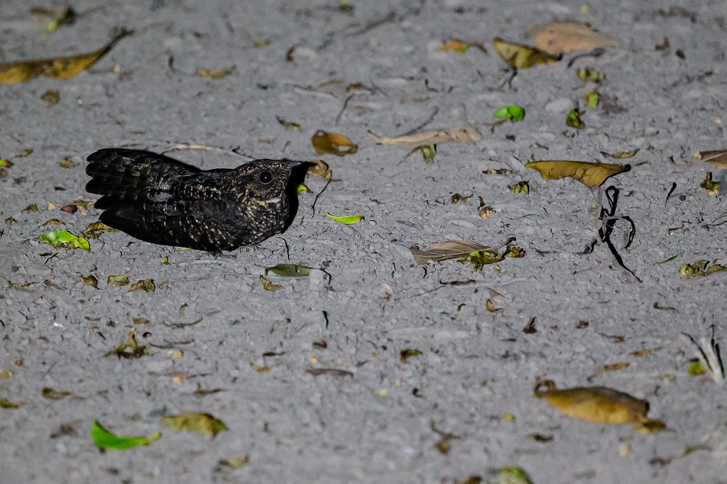 Blackish Nightjar - ML242916861