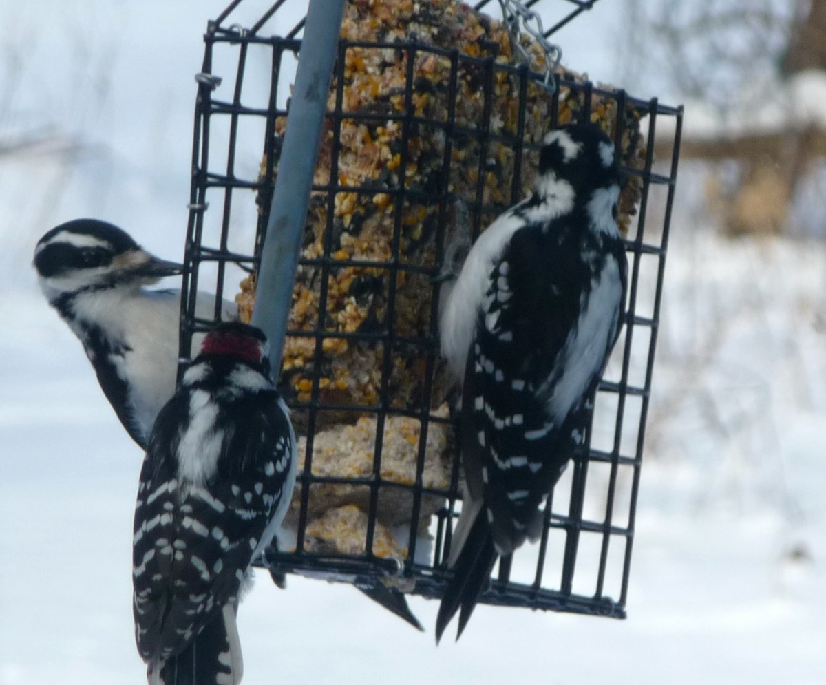 Downy Woodpecker - Marsha Colt