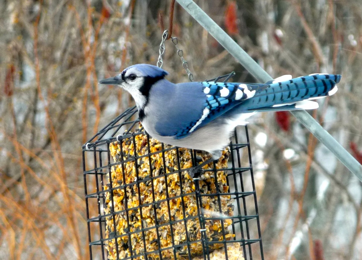 Blue Jay - ML24291761