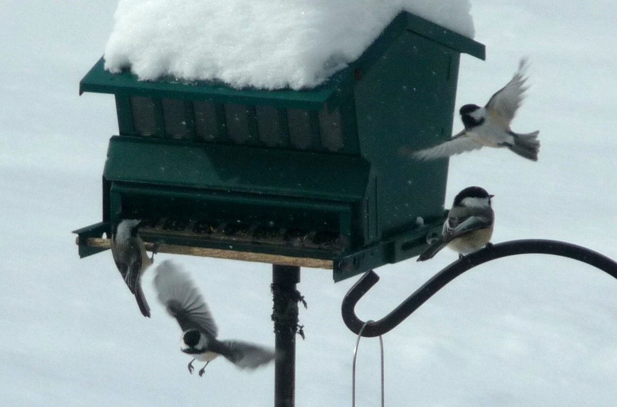 Black-capped Chickadee - ML24291771