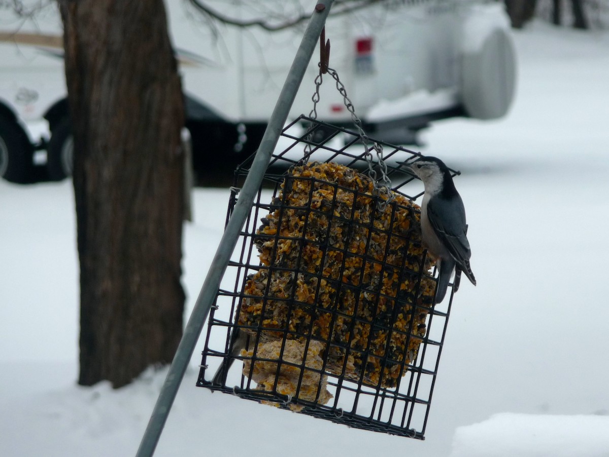 White-breasted Nuthatch - ML24291781