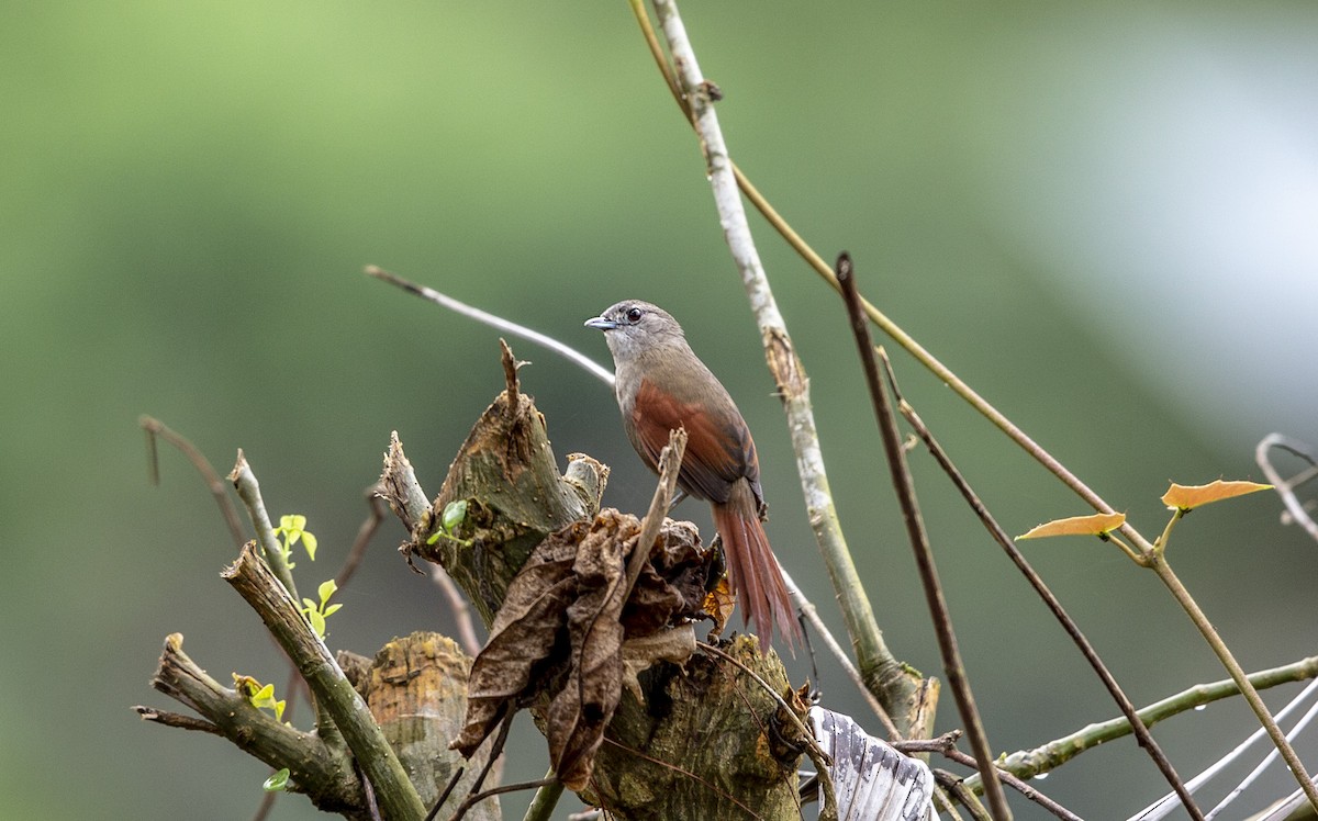 Plain-crowned Spinetail - walter mancilla huaman