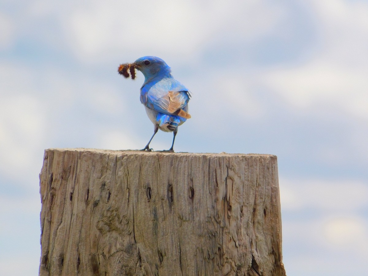 Mountain Bluebird - James Lee