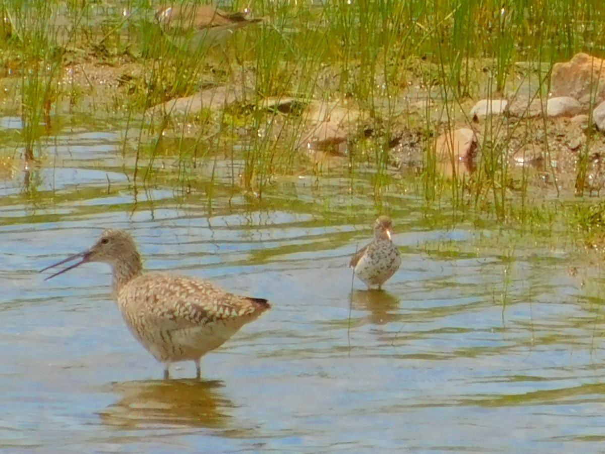 willetsnipe (inornata) - ML242919191