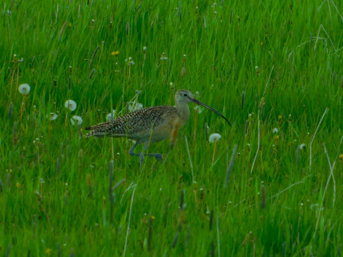 Long-billed Curlew - James Lee