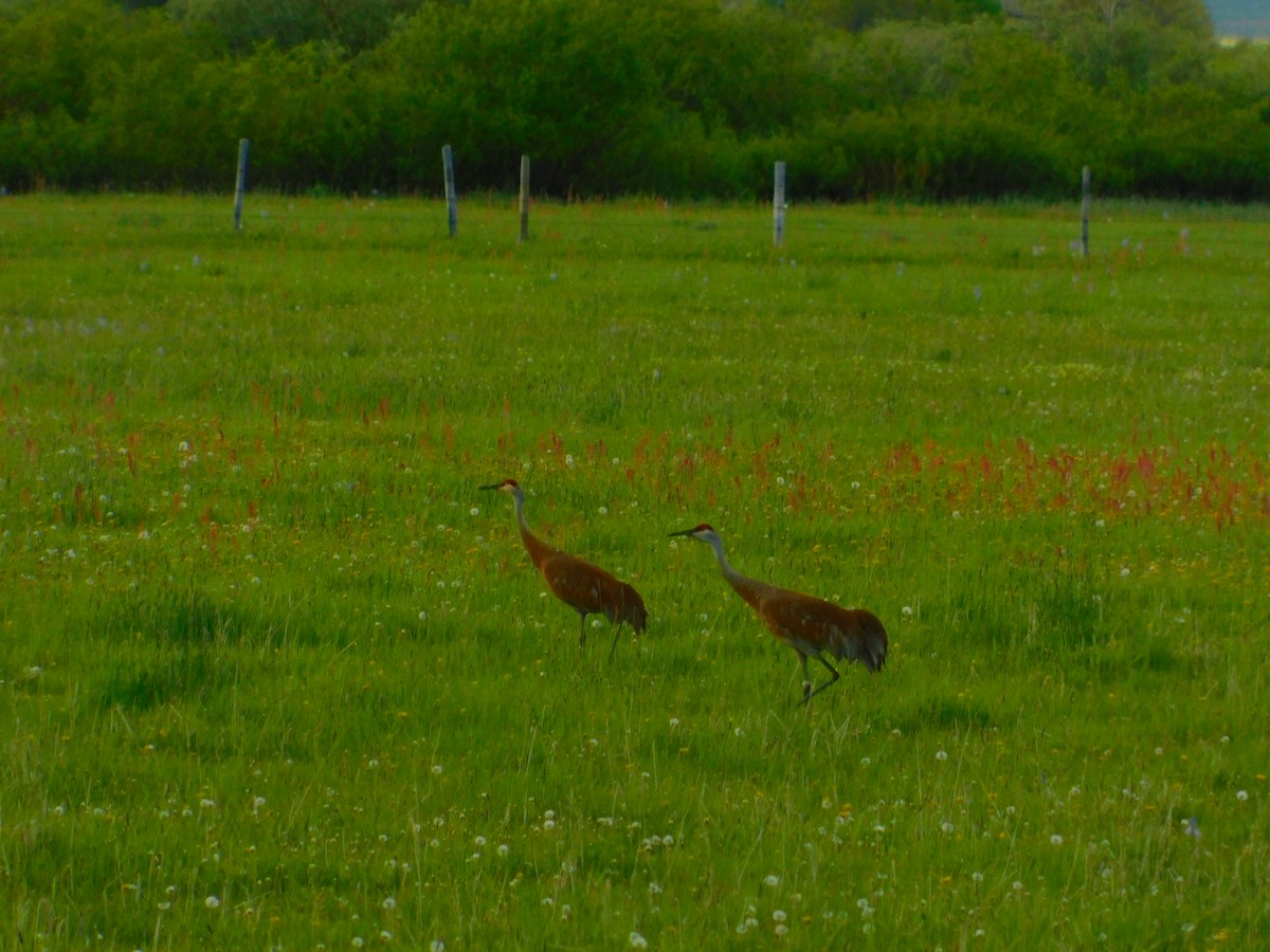 Sandhill Crane - ML242919281