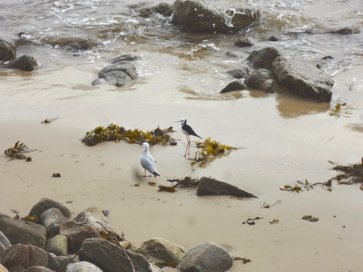 Pied Stilt - ML242919461