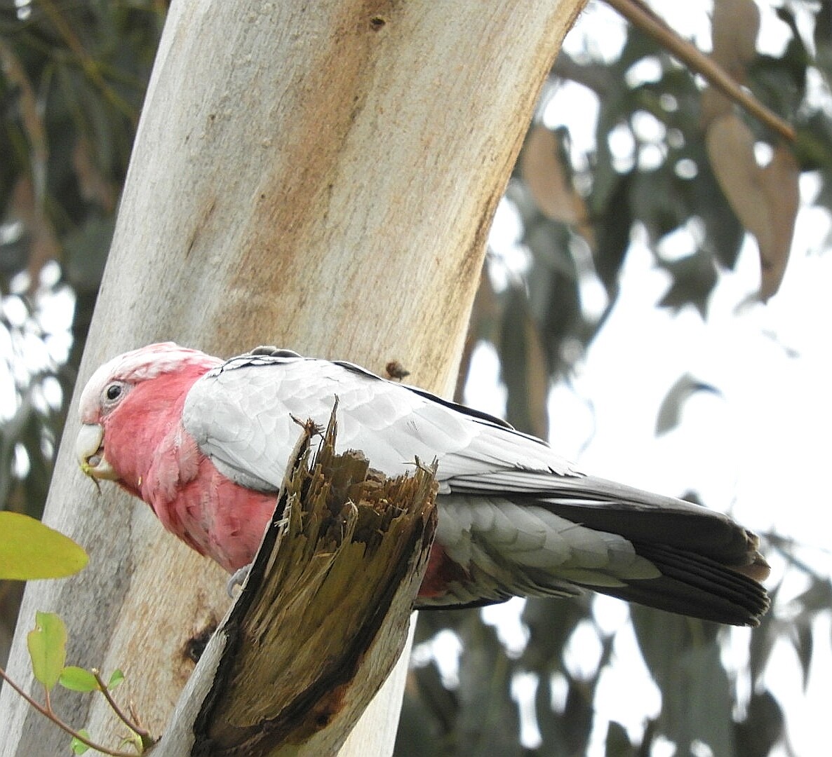 Cacatúa Galah - ML242921971