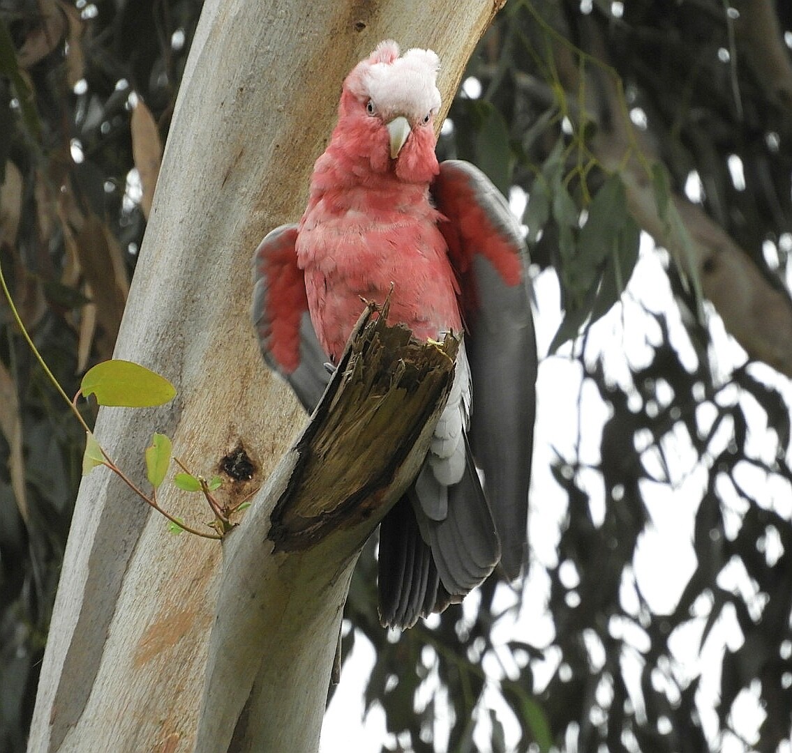 Cacatúa Galah - ML242922001