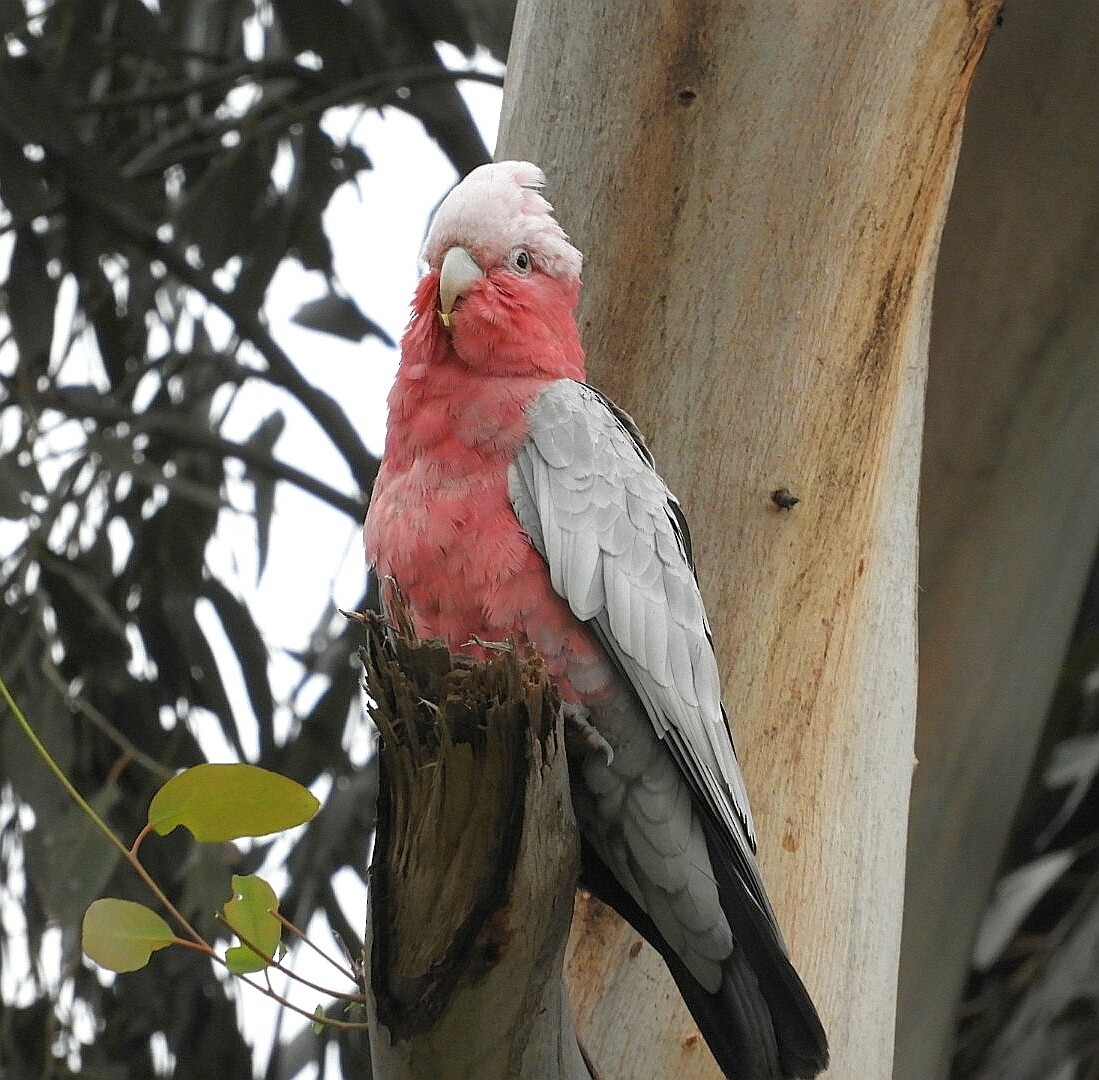 Cacatúa Galah - ML242922021