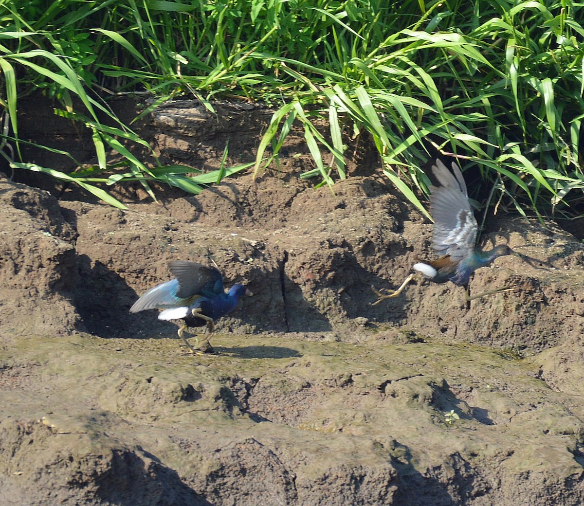 Purple Gallinule - ML24292221