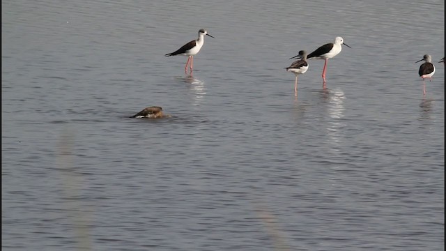 Black-tailed Godwit - ML242922371