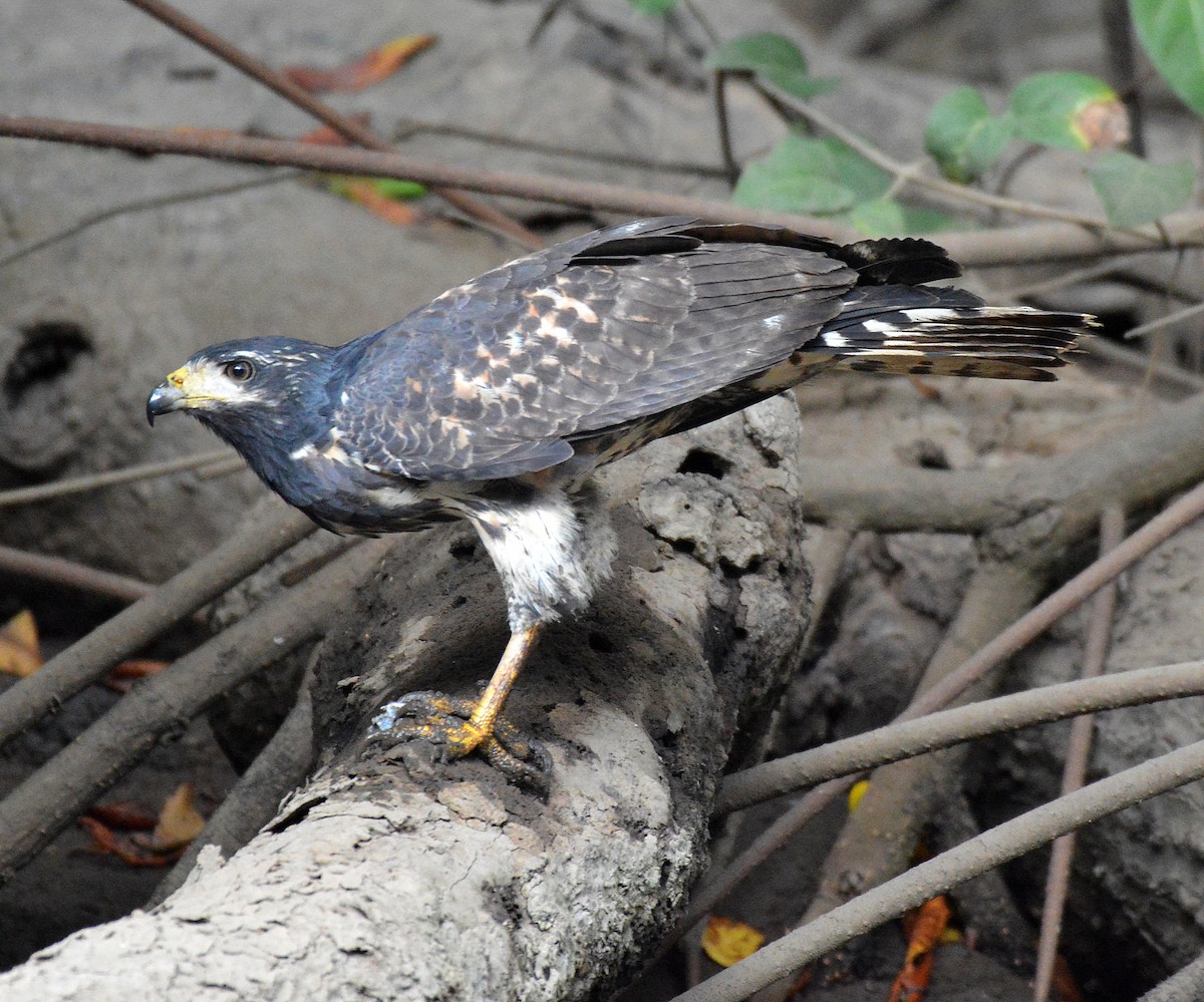 Common Black Hawk - ML24292291