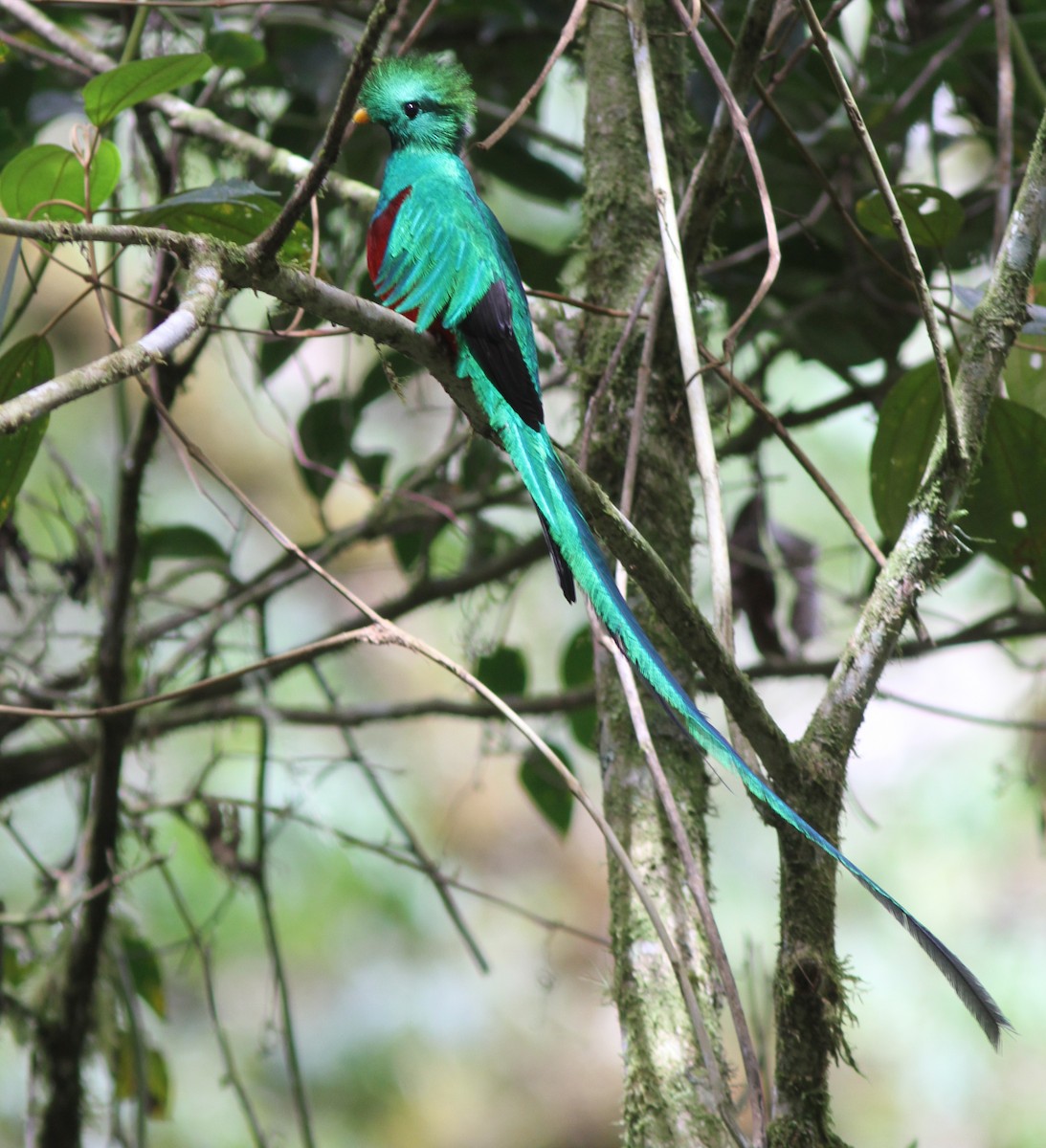 Quetzal resplendissant (costaricensis) - ML242924661
