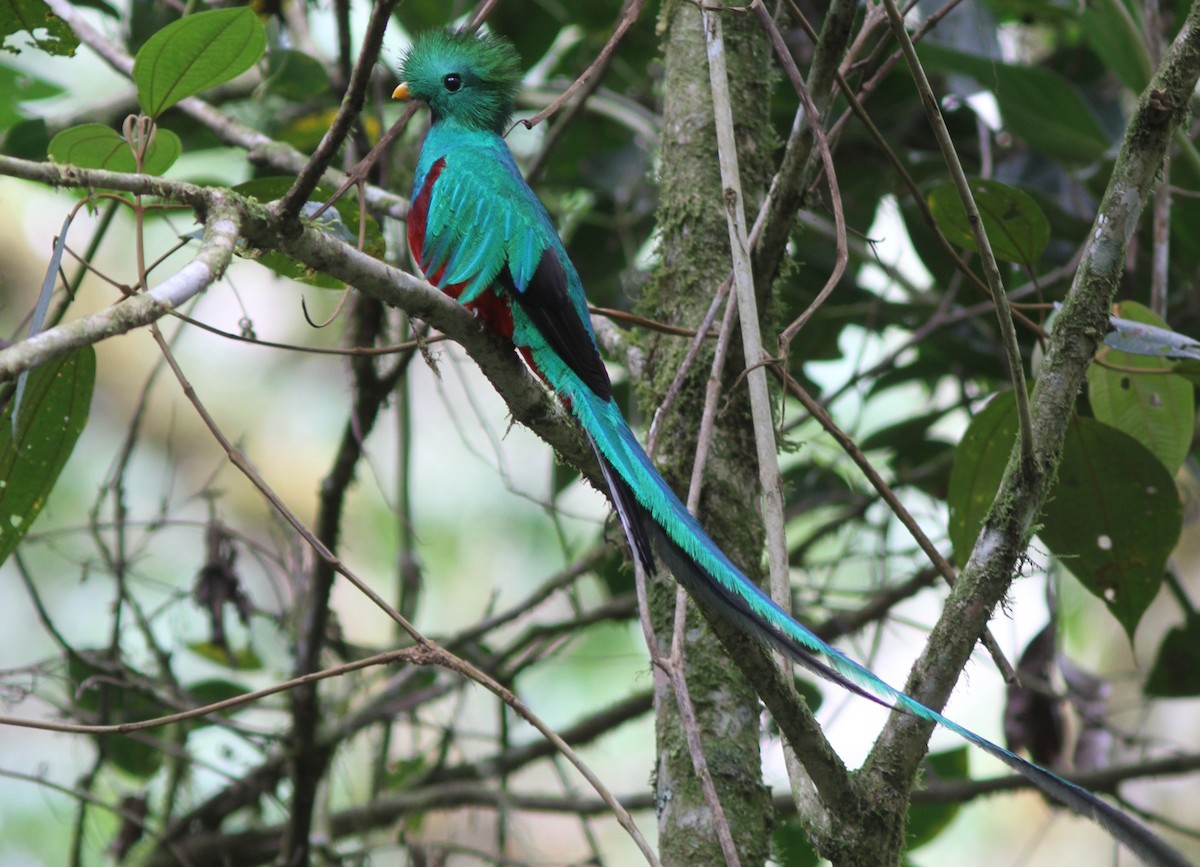 Quetzal resplendissant (costaricensis) - ML242924671
