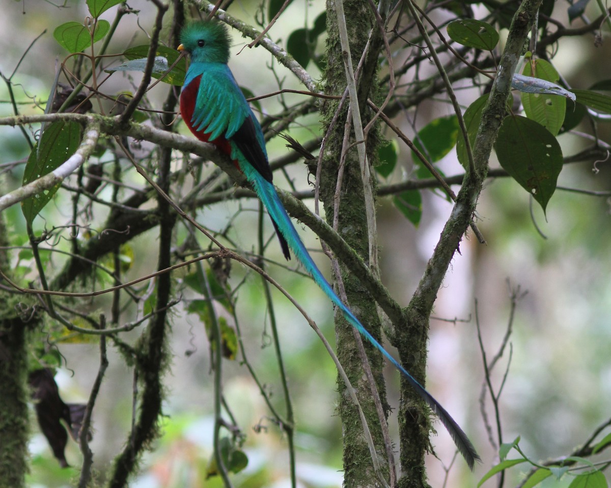 Quetzal resplendissant (costaricensis) - ML242924691