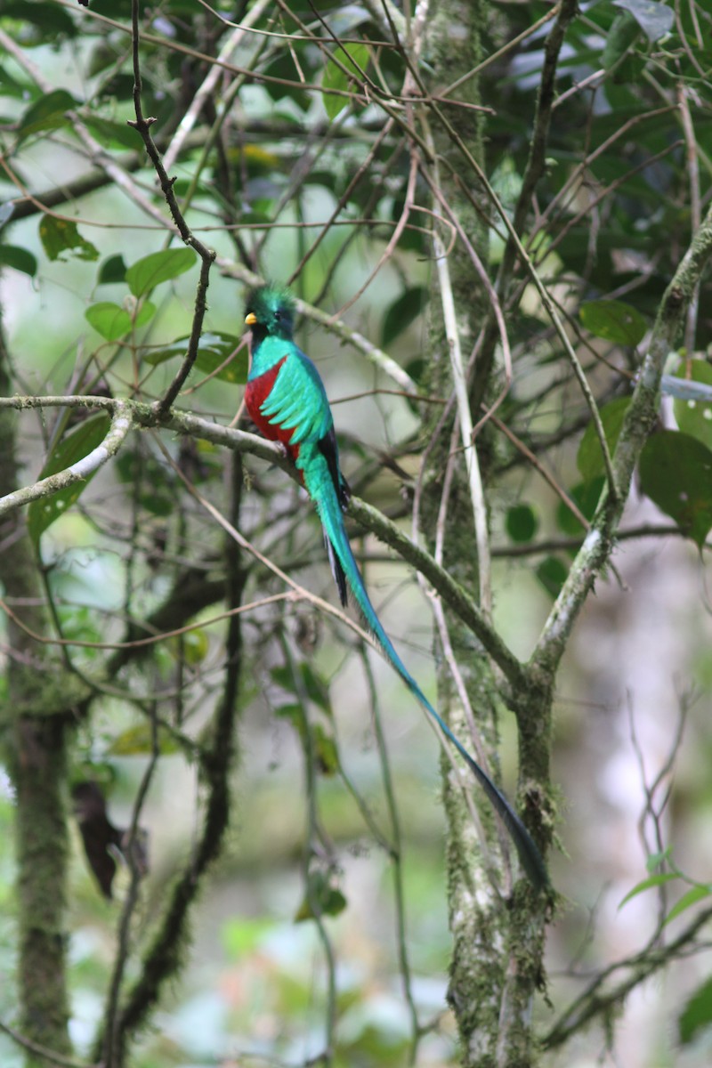 Quetzal resplendissant (costaricensis) - ML242924701