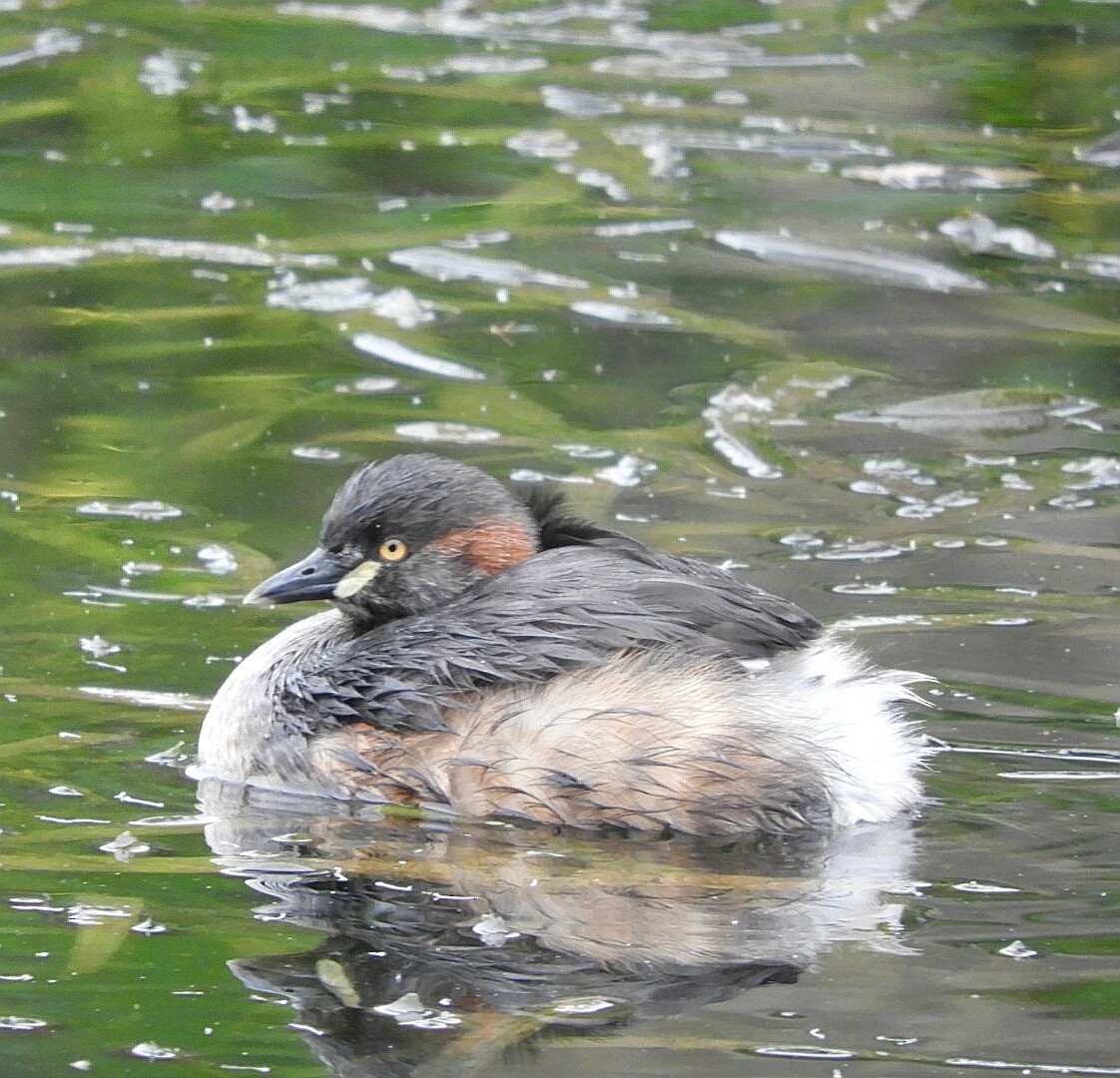 Australasian Grebe - ML242925011