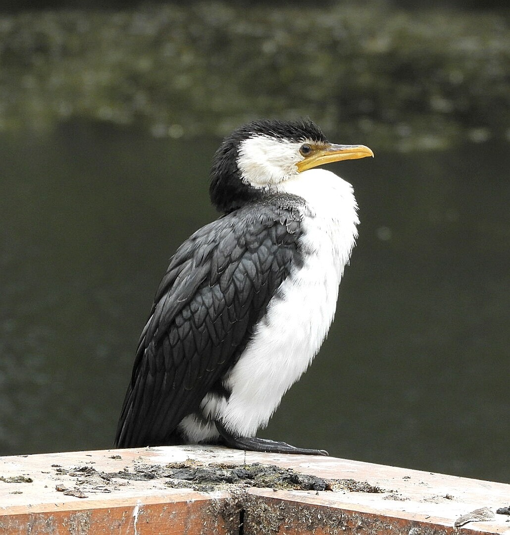 Little Pied Cormorant - ML242925041