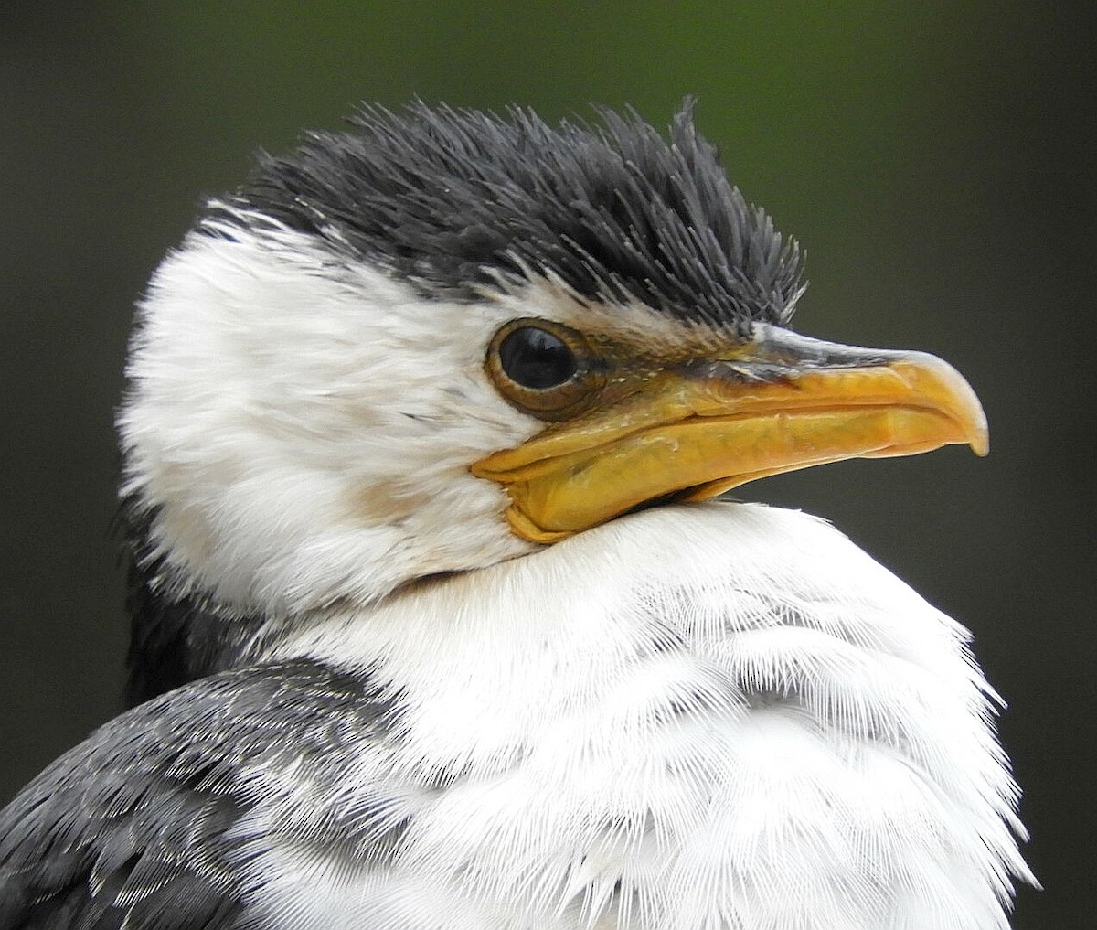 Little Pied Cormorant - ML242925101