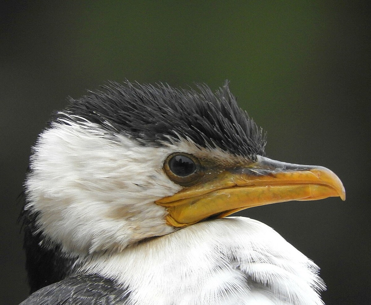 Little Pied Cormorant - ML242925111