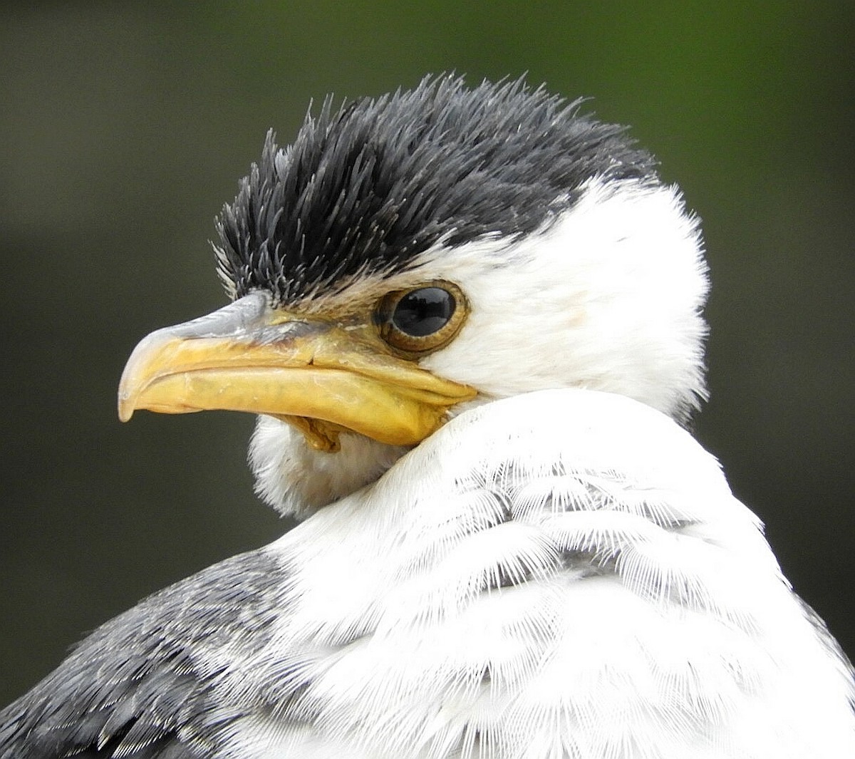 Little Pied Cormorant - ML242925121