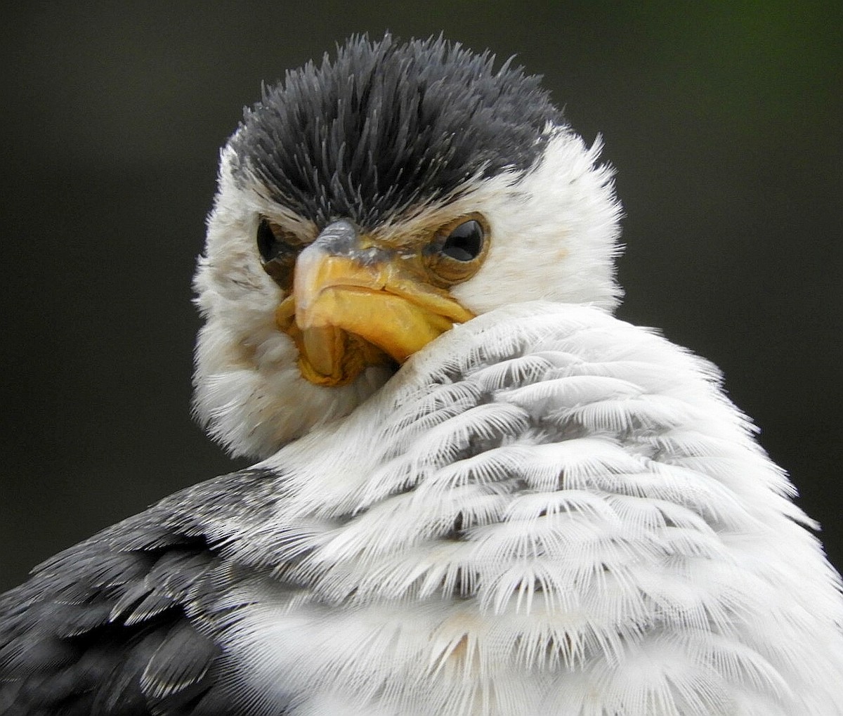 Little Pied Cormorant - ML242925131