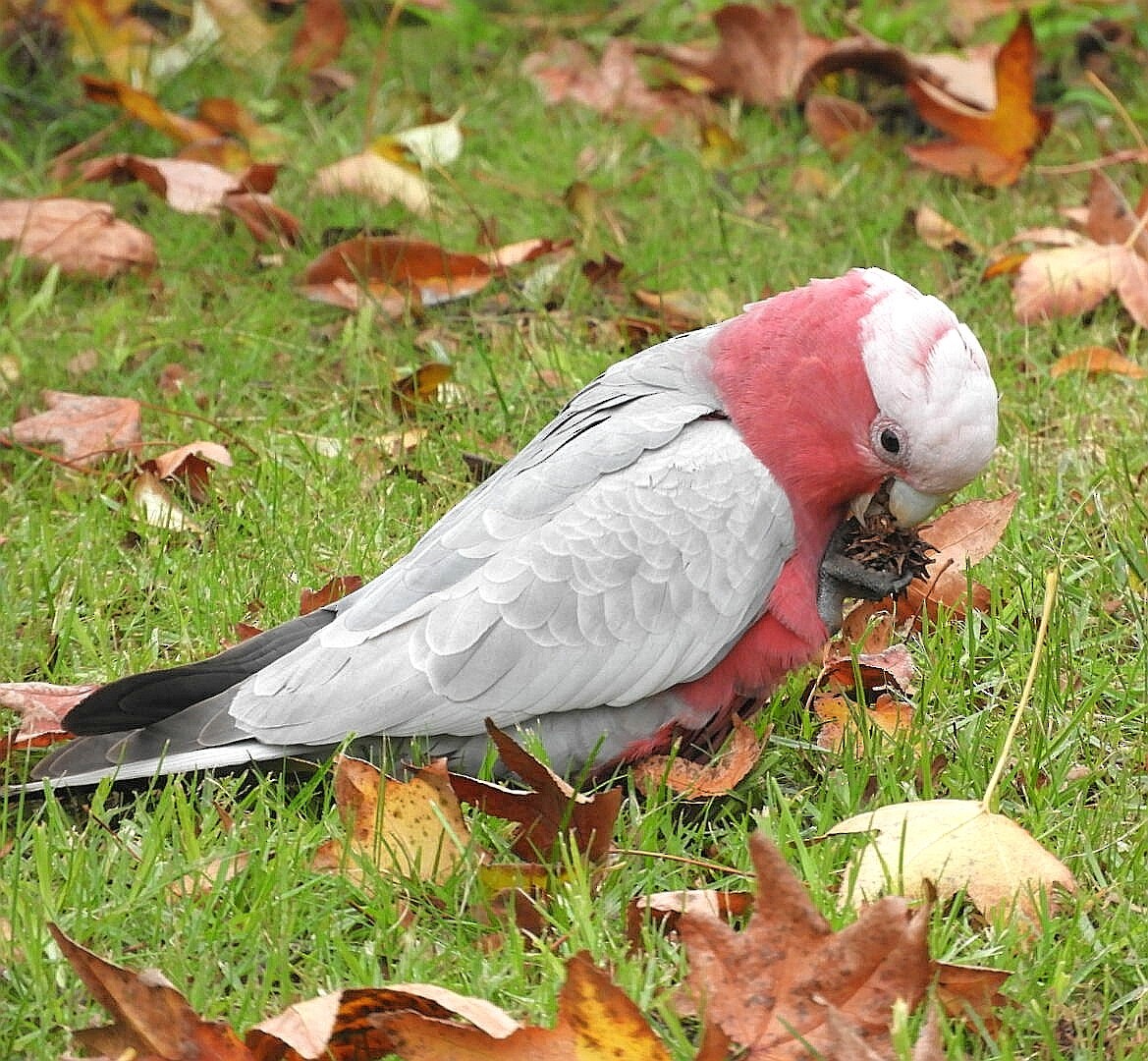 Cacatúa Galah - ML242925141