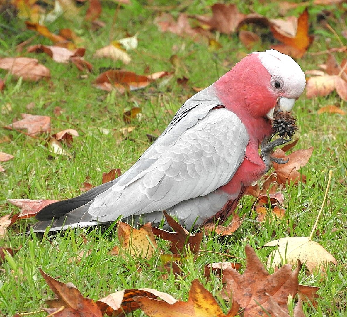 Cacatúa Galah - ML242925161