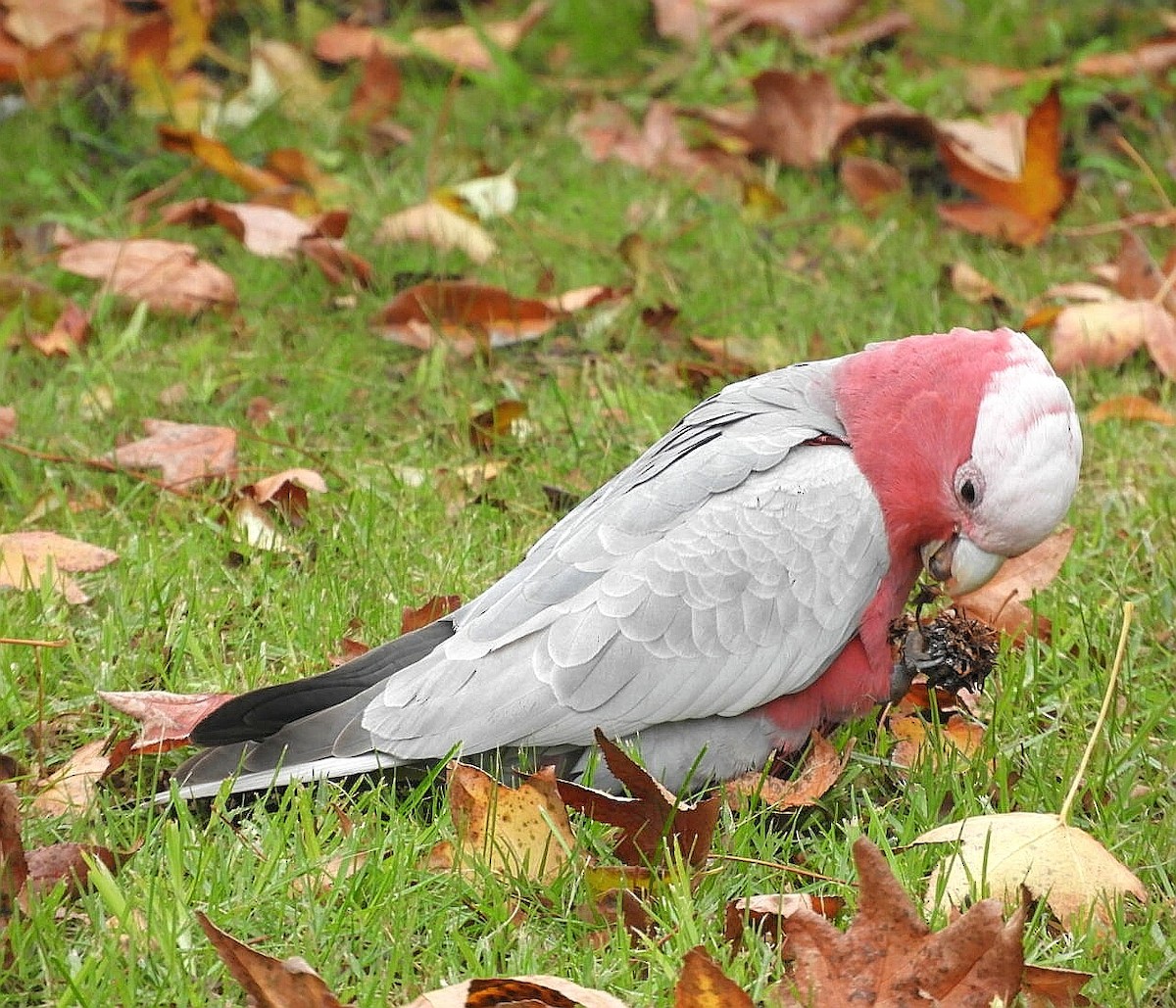 Cacatúa Galah - ML242925171