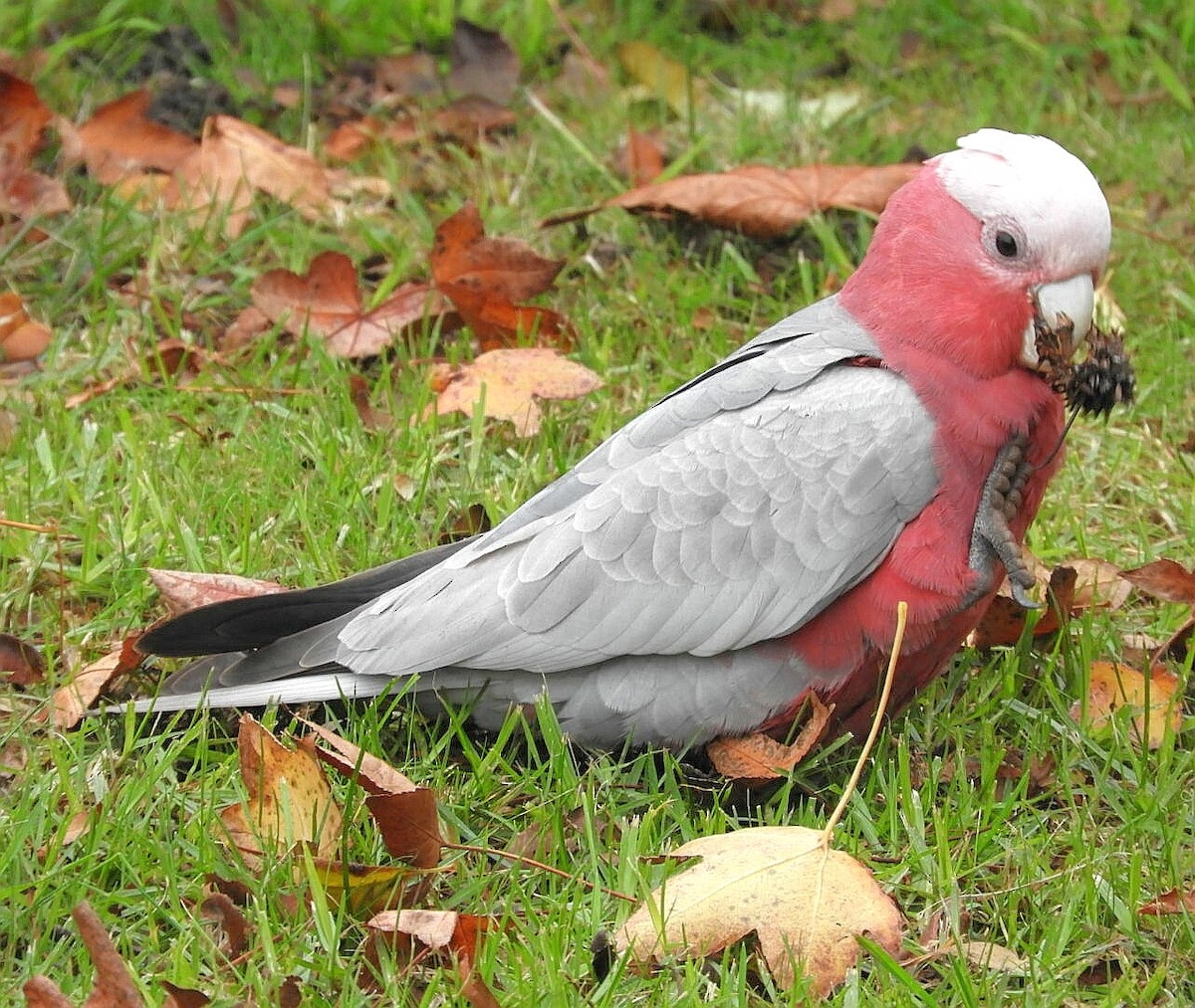 Cacatúa Galah - ML242925181