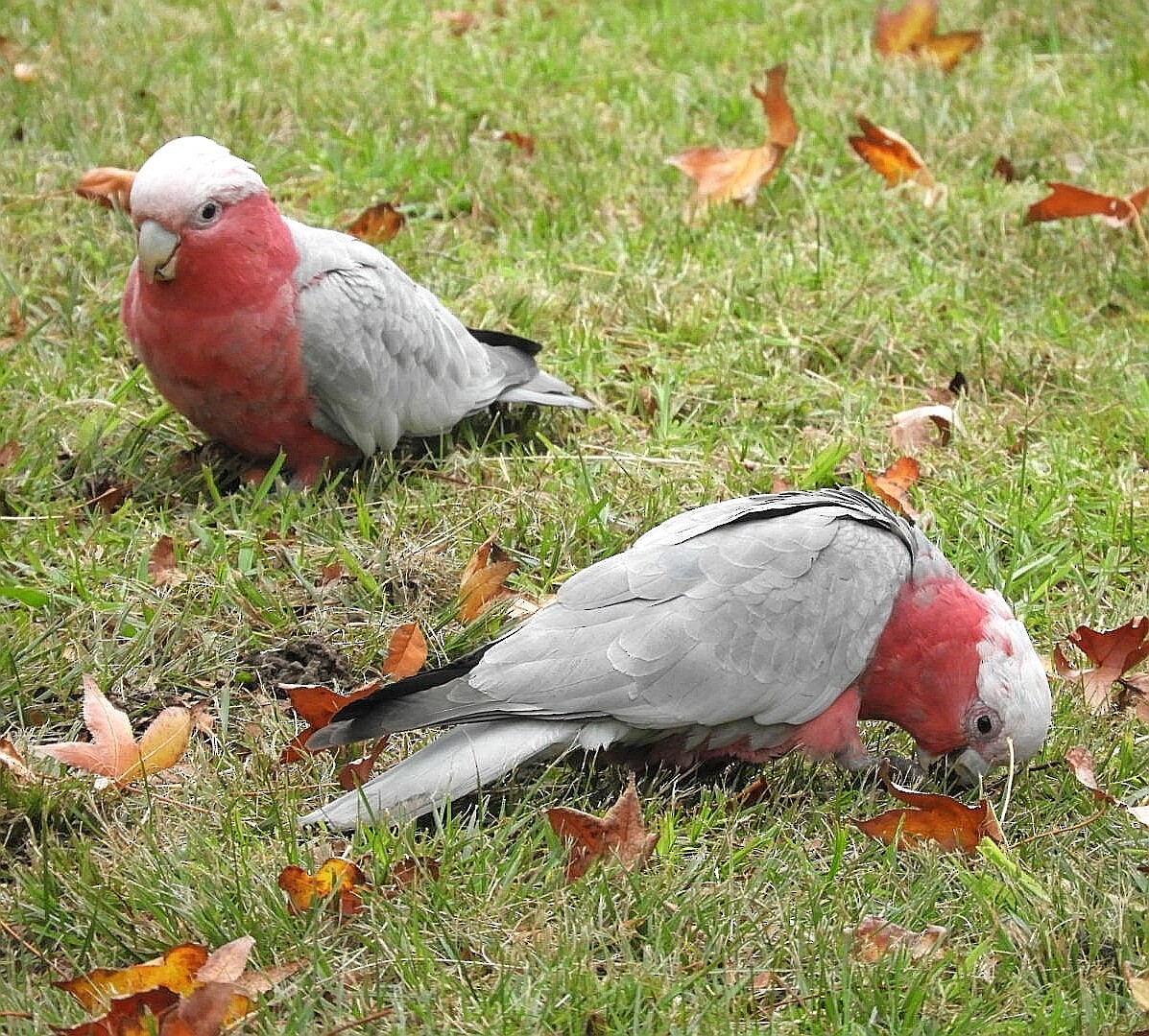 Cacatúa Galah - ML242925201